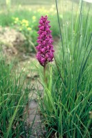 Dactylorhiza osmanica