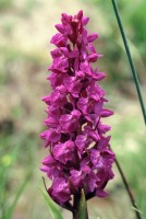 Dactylorhiza osmanica