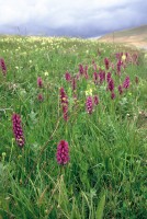 Dactylorhiza osmanica