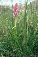 Dactylorhiza osmanica