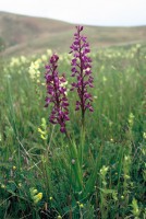 Anacamptis palustris subsp. dielsiana