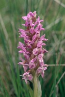 Dactylorhiza osmanica