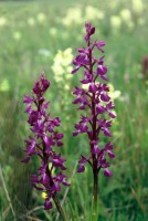 Anacamptis palustris subsp. dielsiana