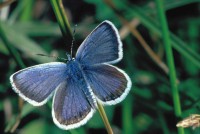 Plebejus argus