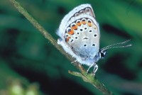 Plebejus argus