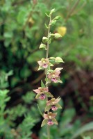 Epipactis persica