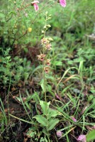 Epipactis persica