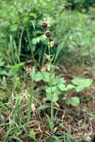 Ophrys oestrifera