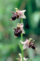 Ophrys oestrifera