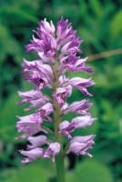 Orchis militaris subsp. stevenii