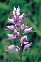 Orchis militaris subsp. stevenii