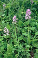 Orchis militaris subsp. stevenii