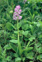 Orchis militaris subsp. stevenii