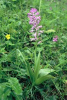 Orchis militaris subsp. stevenii