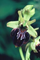 Ophrys sphegodes subsp. caucasica