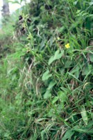 Ophrys sphegodes subsp. caucasica