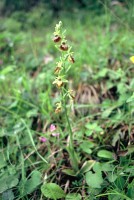 Ophrys sphegodes subsp. caucasica