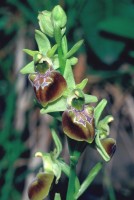 Ophrys sphegodes subsp. caucasica