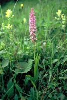 Gymnadenia conopsea