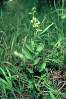 Epipactis persica