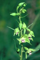 Epipactis persica