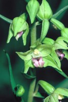 Epipactis persica