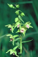 Epipactis persica