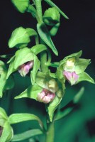 Epipactis persica