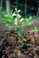 Cephalanthera kotschyana