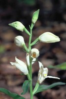 Cephalanthera kotschyana