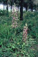 Himantoglossum caprinum