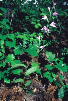 Cephalanthera rubra