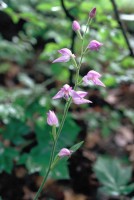 Cephalanthera rubra