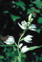 Cephalanthera kotschyana