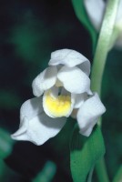 Cephalanthera kotschyana