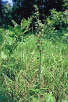 Epipactis helleborine