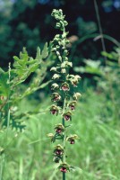 Epipactis helleborine