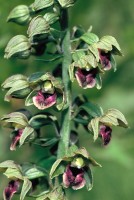 Epipactis helleborine