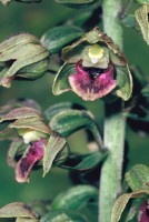 Epipactis helleborine