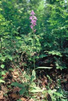 Cephalanthera rubra