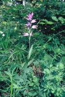 Cephalanthera rubra