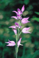 Cephalanthera rubra