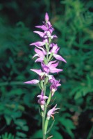 Cephalanthera rubra