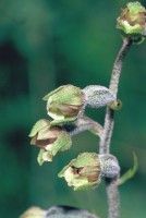 Epipactis microphylla