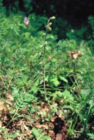 Epipactis microphylla