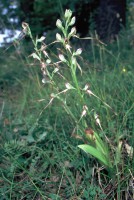 Himantoglossum affine