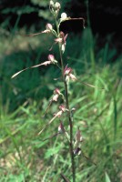 Himantoglossum affine