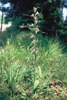 Himantoglossum affine