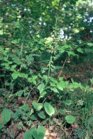 Epipactis helleborine