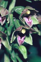 Epipactis helleborine